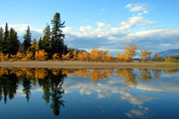 Golden fall colours