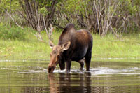 Moose