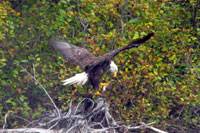 Bald eagle
