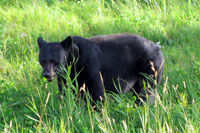 Black bear
