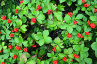 Carpets of bunchberries