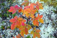 Fall bouquet