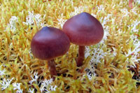 Mushrooms in the moos