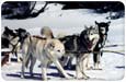 Wintertraum und Hundeschlitten