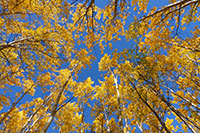 Golden fall leaves
