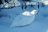 Schneehuhn im Winterkleid