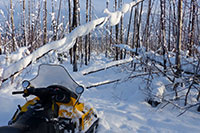 Fallholz auf dem Skidoo-Trail