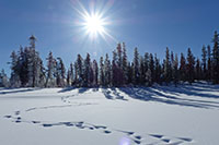 Winterlandschaft im gleissenden Sonnenlicht (Elchspuren im Vordergrund)