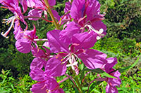 Schmalblättriges Weidenröschen (Fireweed)