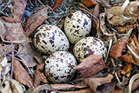 Strandläufer-Nest
