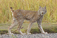 Stolzer Luchs