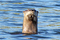 Neugieriger Fischotter