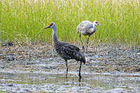 Sandhill Cranes (Kanadakranich)