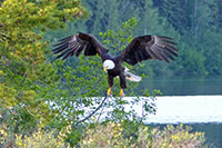 Bald Eagle (Weisskopfseeadler)