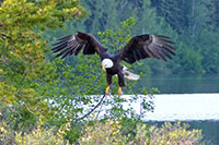 Bald Eagle Bald Eagle