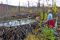 New beaver dammed creek New beaver dammed creek