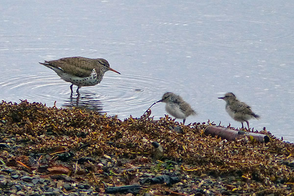 Spotted Sandpiper with chicks (few hours after hatching)